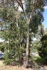 Eucalyptus goniocalyx