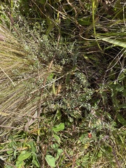 Pimelea concinna
