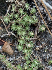 Pyxidanthera brevifolia