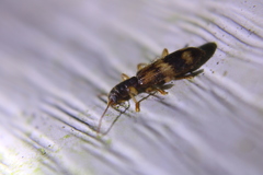 Cymatodera undulata
