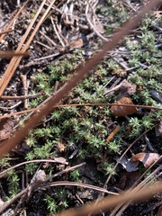 Pyxidanthera brevifolia