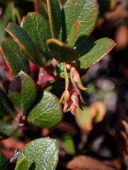 Arctostaphylos pacifica