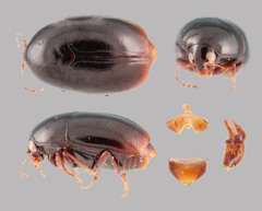 Baeocera securiforma