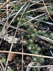 Pyxidanthera brevifolia