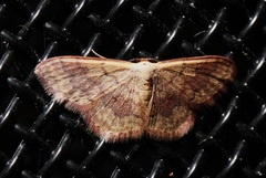 Idaea halmaea