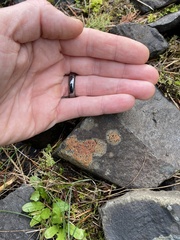 Ionaspis obtecta