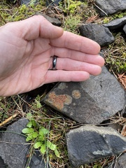 Ionaspis obtecta