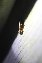 Cymatodera undulata
