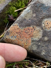 Ionaspis obtecta