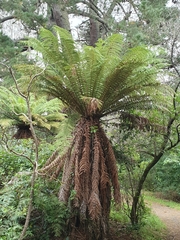 Dicksonia fibrosa