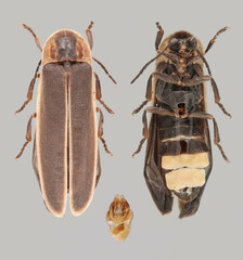 Photinus obscurellus