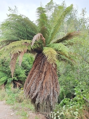 Dicksonia fibrosa