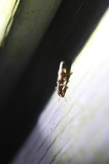 Cymatodera undulata