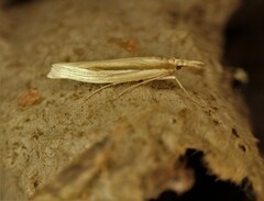 Orocrambus ramosellus
