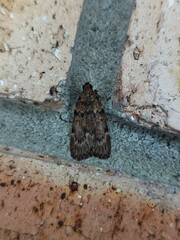 Mimaglossa nauplialis