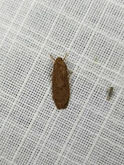 Lambula obliquilinea