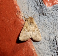 Spodoptera pecten