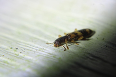 Cymatodera undulata