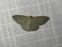 Poecilasthena pulchraria