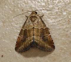 Maliattha amorpha