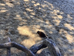 Gallirallus australis