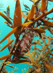 Notoclinus compressus