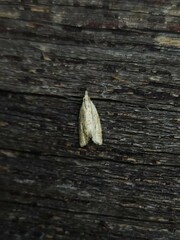 Euphona euphona