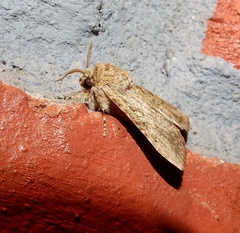 Spodoptera pecten