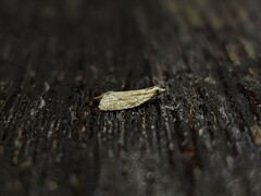 Euphona euphona