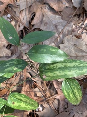 Smilax smallii