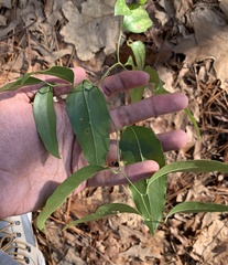 Smilax smallii