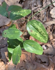 Smilax smallii