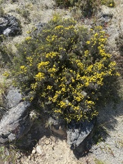 Helichrysum parvifolium