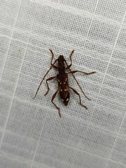 Coptocercus biguttatus