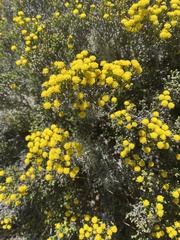 Helichrysum parvifolium