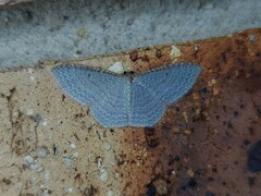 Poecilasthena pulchraria