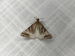 Phrataria replicataria