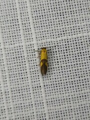 Stathmopoda auriferella