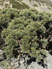 Brachyglottis cassinioides