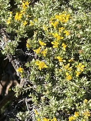 Brachyglottis cassinioides