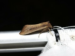 Leucania stenographa