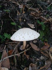Chlorophyllum subrhacodes