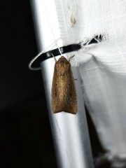 Leucania stenographa