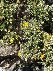 Brachyglottis cassinioides