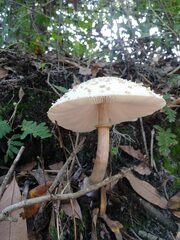 Chlorophyllum subrhacodes