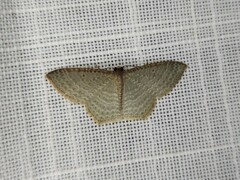 Poecilasthena pulchraria