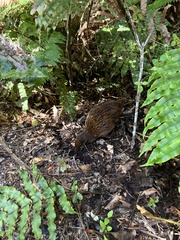 Gallirallus australis