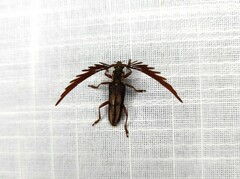 Piesarthrius marginellus