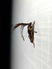 Piesarthrius marginellus