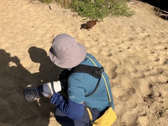 Gallirallus australis